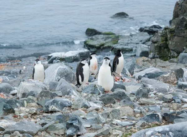 Viajes de lujo Ártico & Antártico